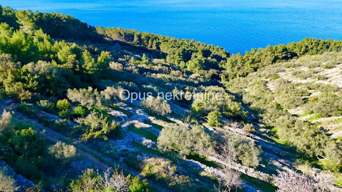 KORČULA, 4 kamnite hiše na 6000 m2 zemljišča