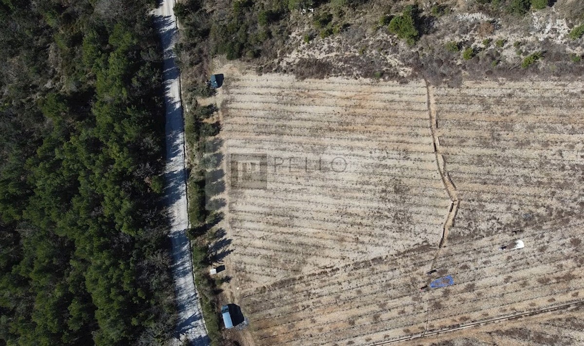 Vinograd z nasadi plavca malega in nasad oljk na Pelješcu (Kuna)