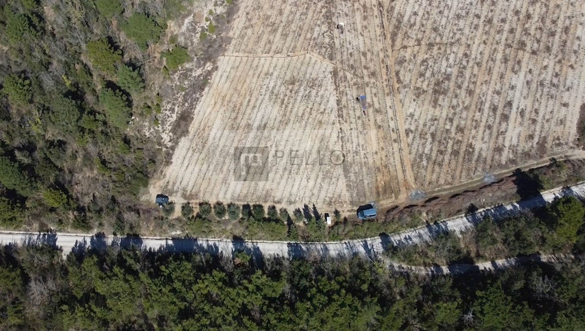 Vinograd z nasadi plavca malega in nasad oljk na Pelješcu (Kuna)