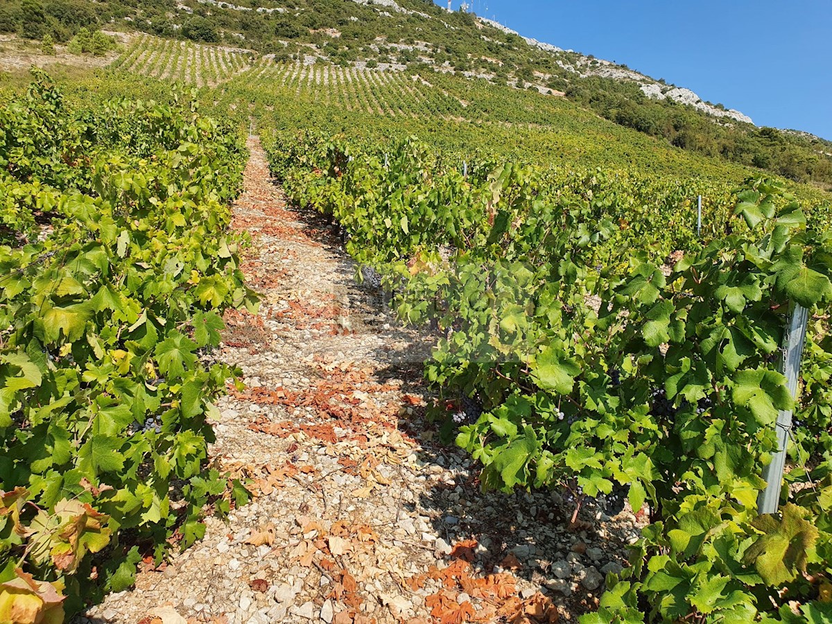 Vinograd z nasadi plavca malega in nasad oljk na Pelješcu (Kuna)