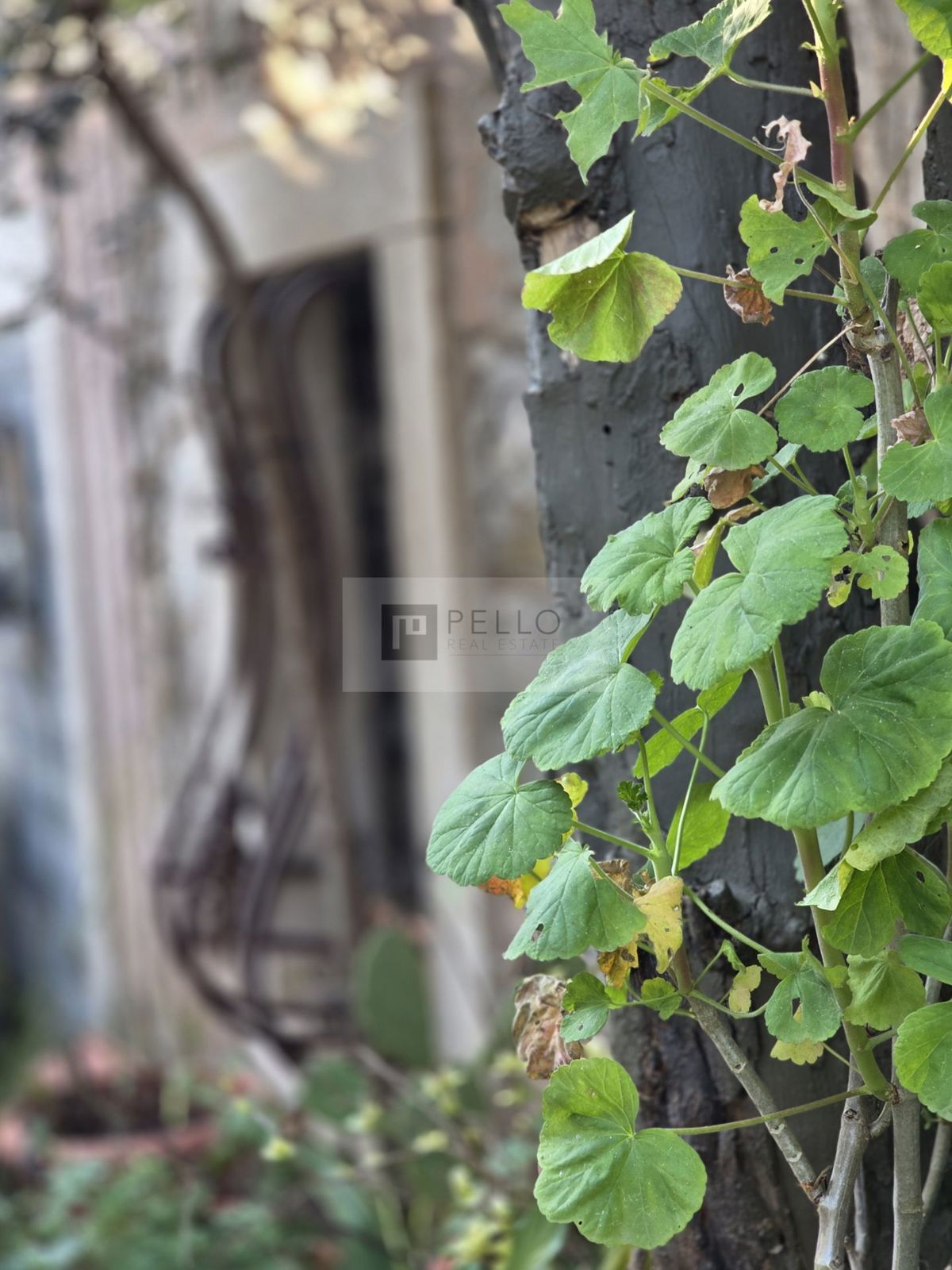 Kamnita hiša za obnovo z zemljiščem – Pelješac