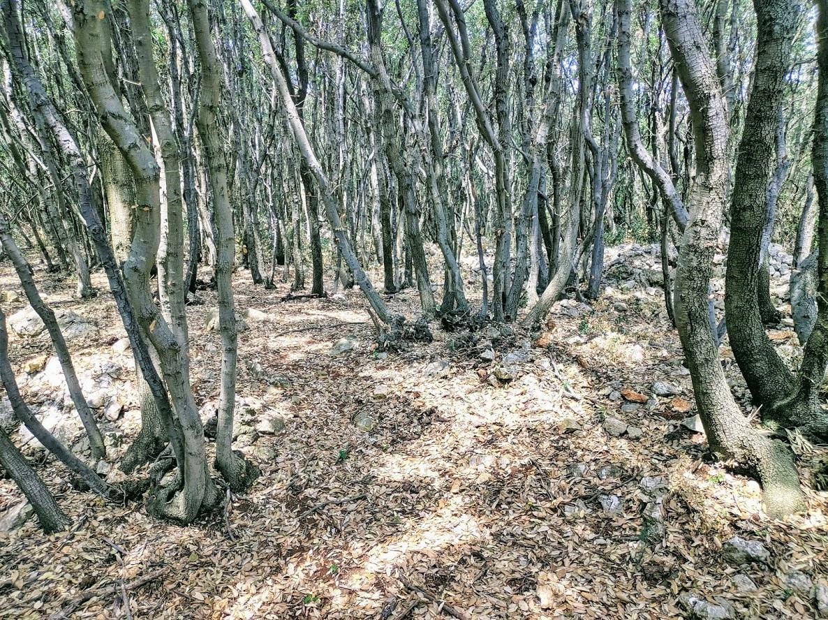 Okolica Krka, prodaja zemljišča na atraktivni lokaciji z dostopom do naravne plaže!