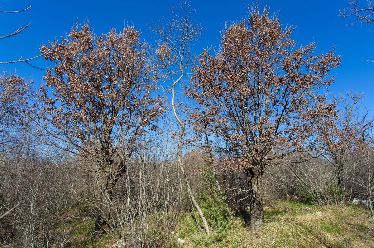 Kmetijsko zemljišće, prodaja, Mesto Krk, Hrvatska, 46116 m2, 350.000,00 EUR