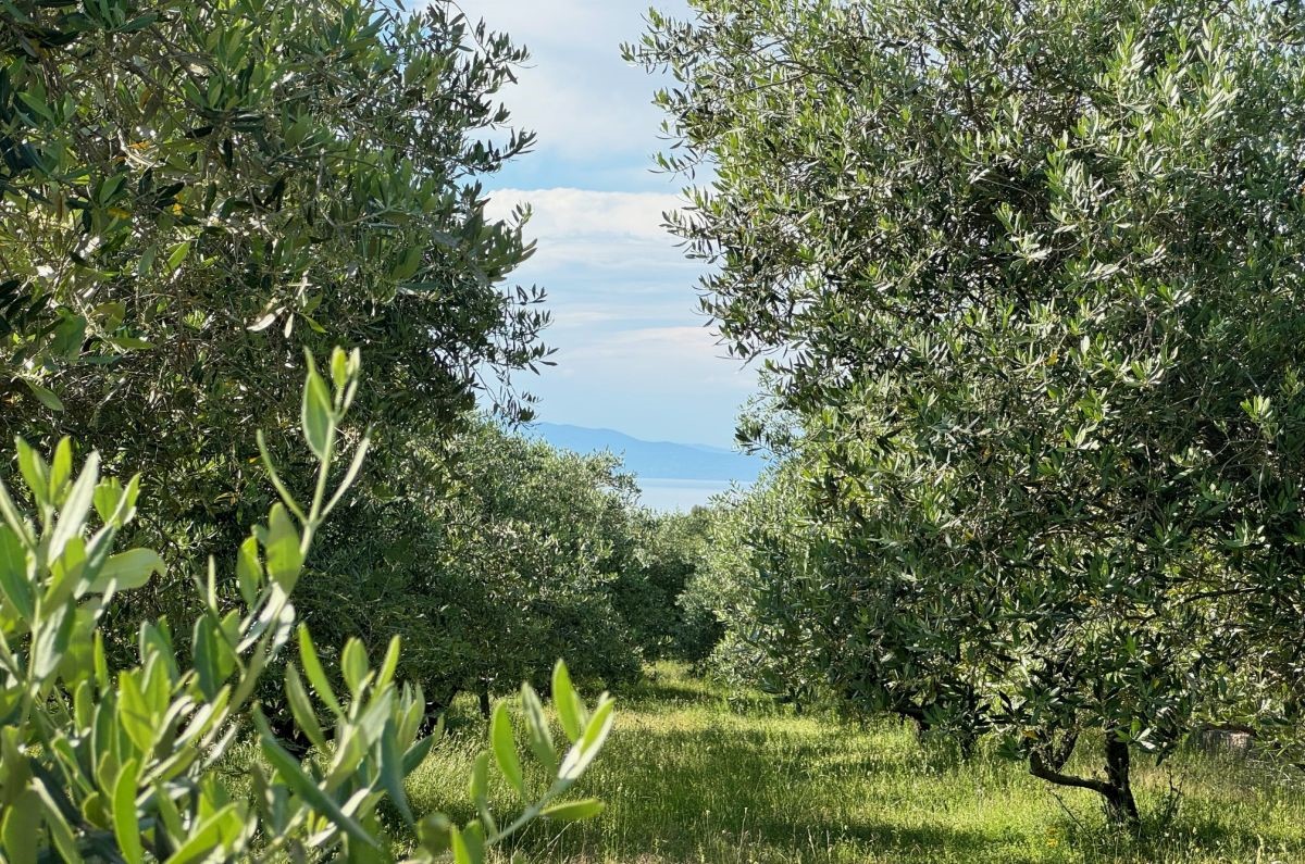 Kmetijsko zemlji&#353;&#263;e, prodaja, Mesto Krk, Hrvatska, 24399 m2, 630.000,00 EUR