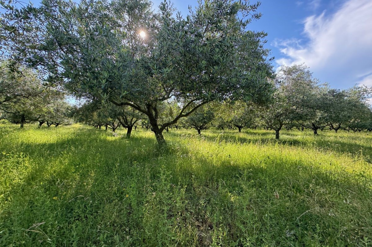 Kmetijsko zemlji&#353;&#263;e, prodaja, Mesto Krk, Hrvatska, 24399 m2, 630.000,00 EUR