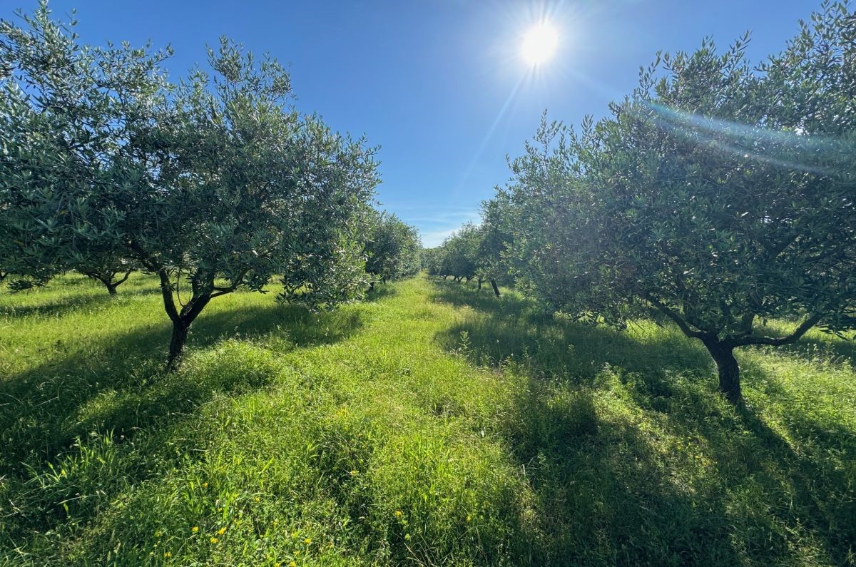 Kmetijsko zemlji&#353;&#263;e, prodaja, Mesto Krk, Hrvatska, 24399 m2, 630.000,00 EUR