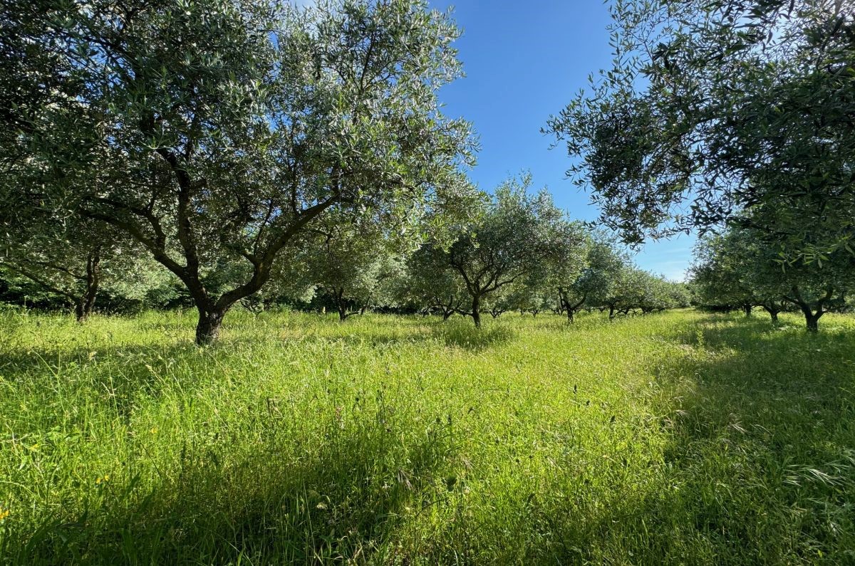 Kmetijsko zemlji&#353;&#263;e, prodaja, Mesto Krk, Hrvatska, 24399 m2, 630.000,00 EUR