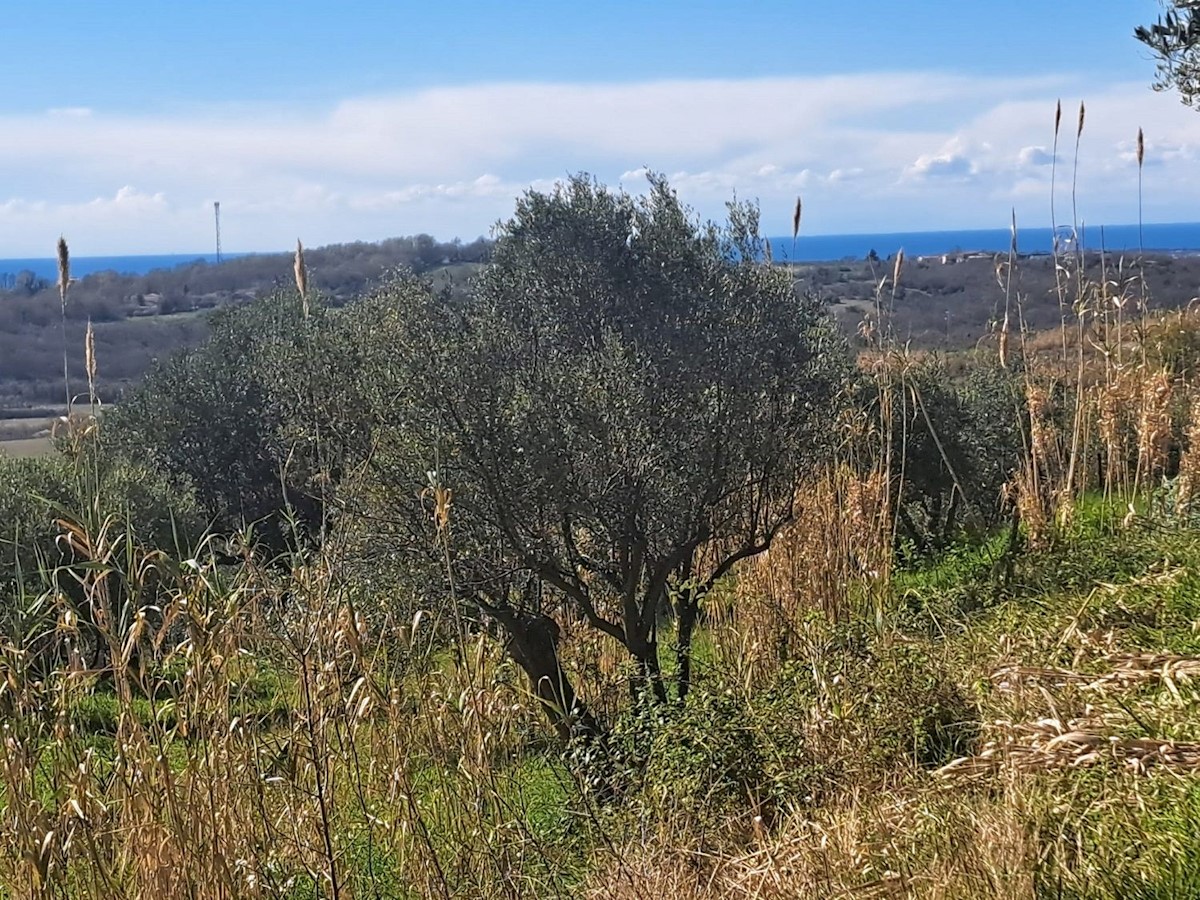 BUJE - ZAZIDLJIVO ZEMLJIŠČE S PANORAMSKIM POGLEDOM NA MORJE