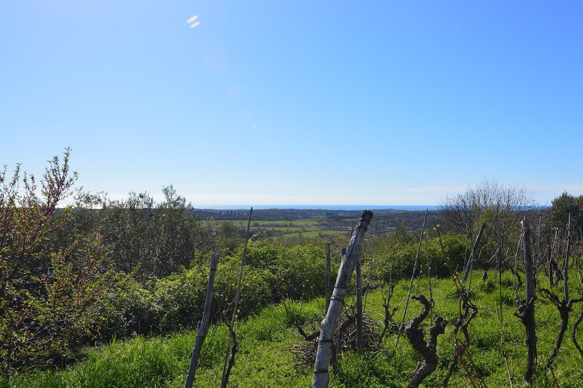 BUJE - ZAZIDLJIVO ZEMLJIŠČE S PANORAMSKIM POGLEDOM NA MORJE