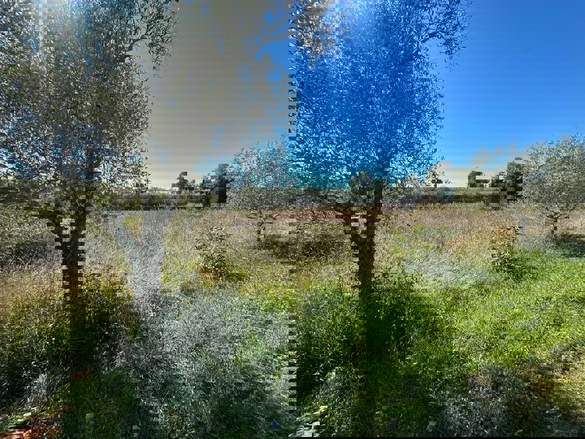 VABRIGA - ZEMLJIŠČE ZA PRODAJO ZA GRADNJO STANOVANJ