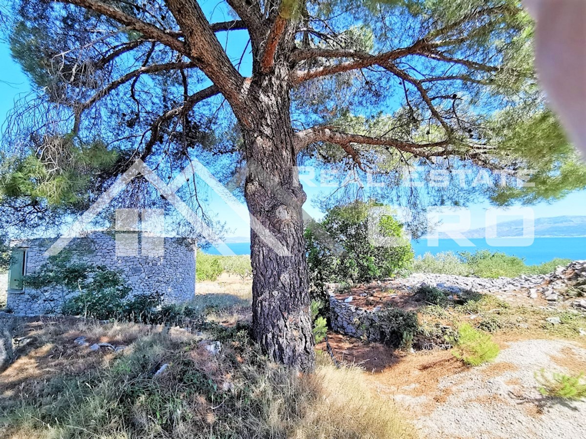 Nepremičnine Brač - Veliko kmetijsko zemljišče z oljčnim nasadom, na mirni lokaciji z lepim razgledom, prodamo