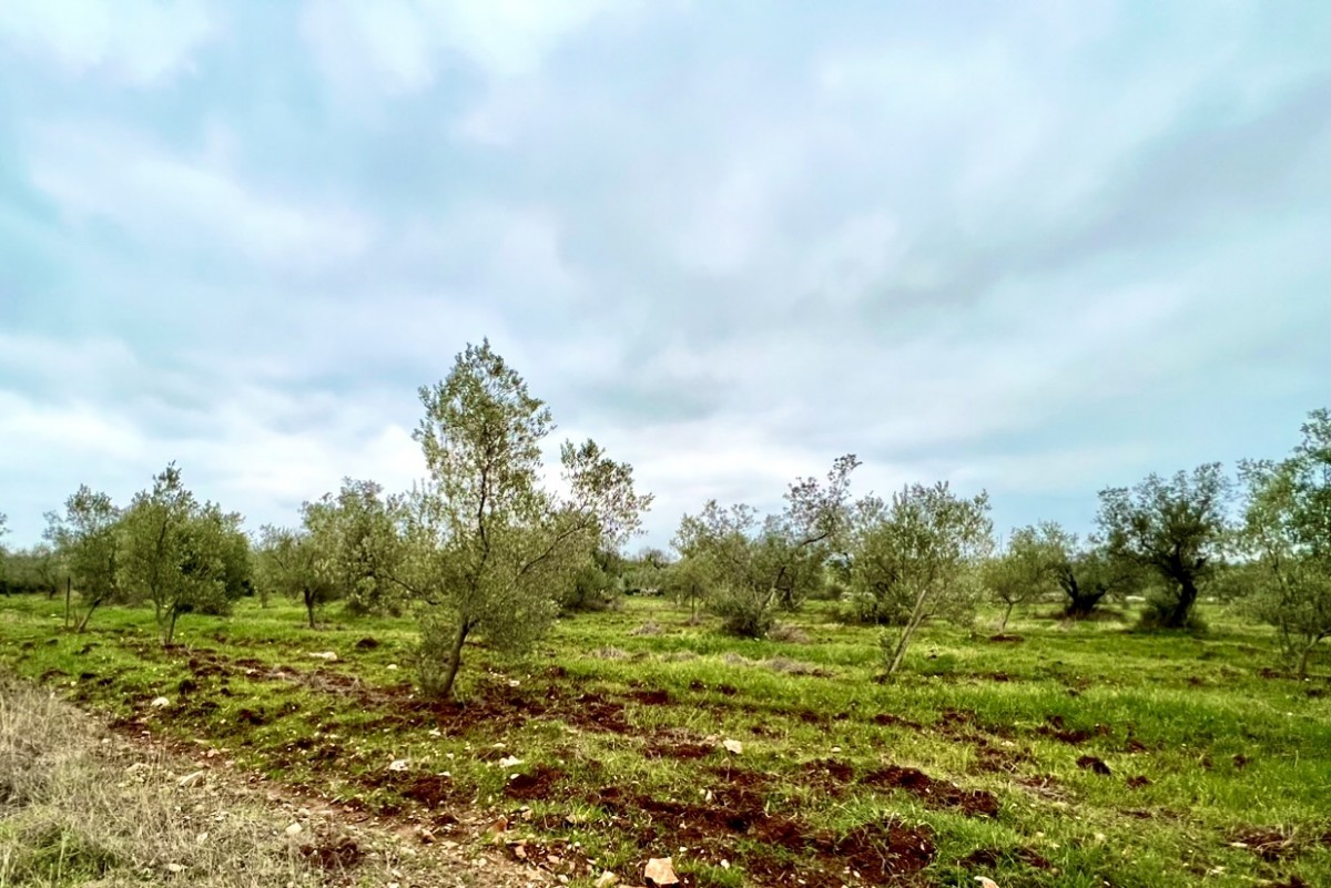 Kmetijsko zemljišče s 140 oljkami, oljčni nasad, Istra, Hrvaška