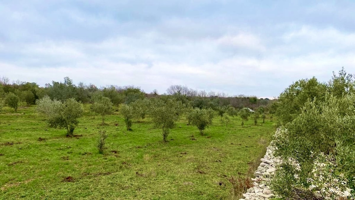 Kmetijsko zemljišče s 140 oljkami, oljčni nasad, Istra, Hrvaška