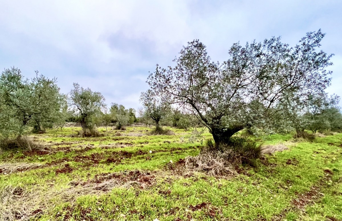 Kmetijsko zemljišče s 140 oljkami, oljčni nasad, Istra, Hrvaška