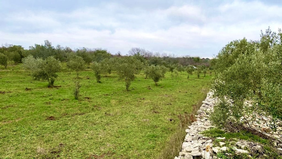 Kmetijsko zemljišče s 140 oljkami, oljčni nasad, Istra, Hrvaška