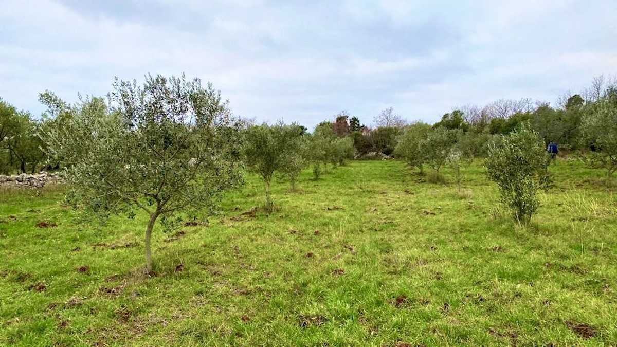 Kmetijsko zemljišče s 140 oljkami, oljčni nasad, Istra, Hrvaška