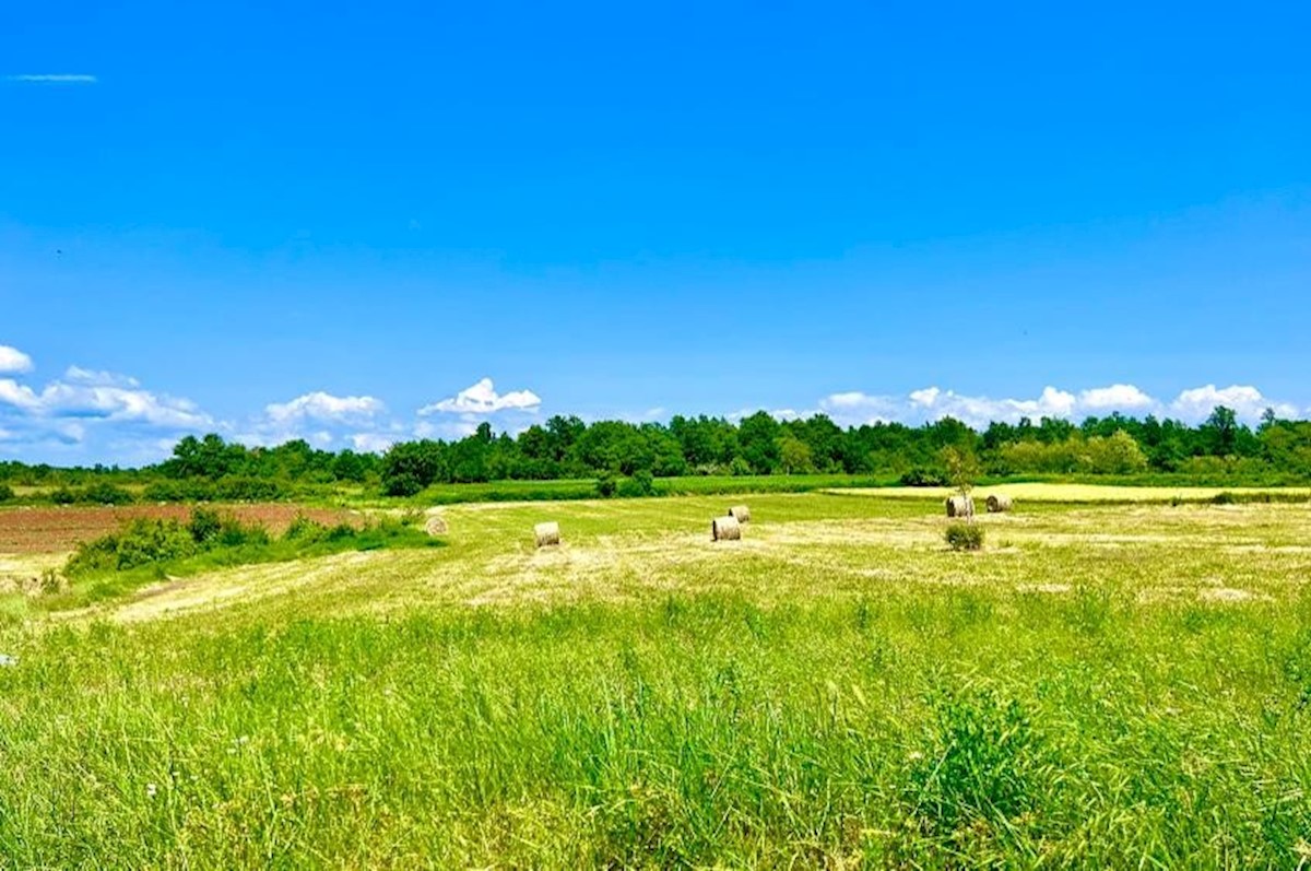 Zemljišče 4500 m2 z gradbenim dovoljenjem za vilo 180 m2, edinstvena priložnost, Barban, Istra, Hrvaška