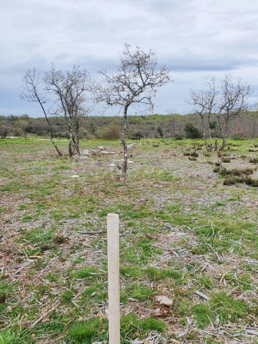 Marčana: Agricultural land 773 m2ng