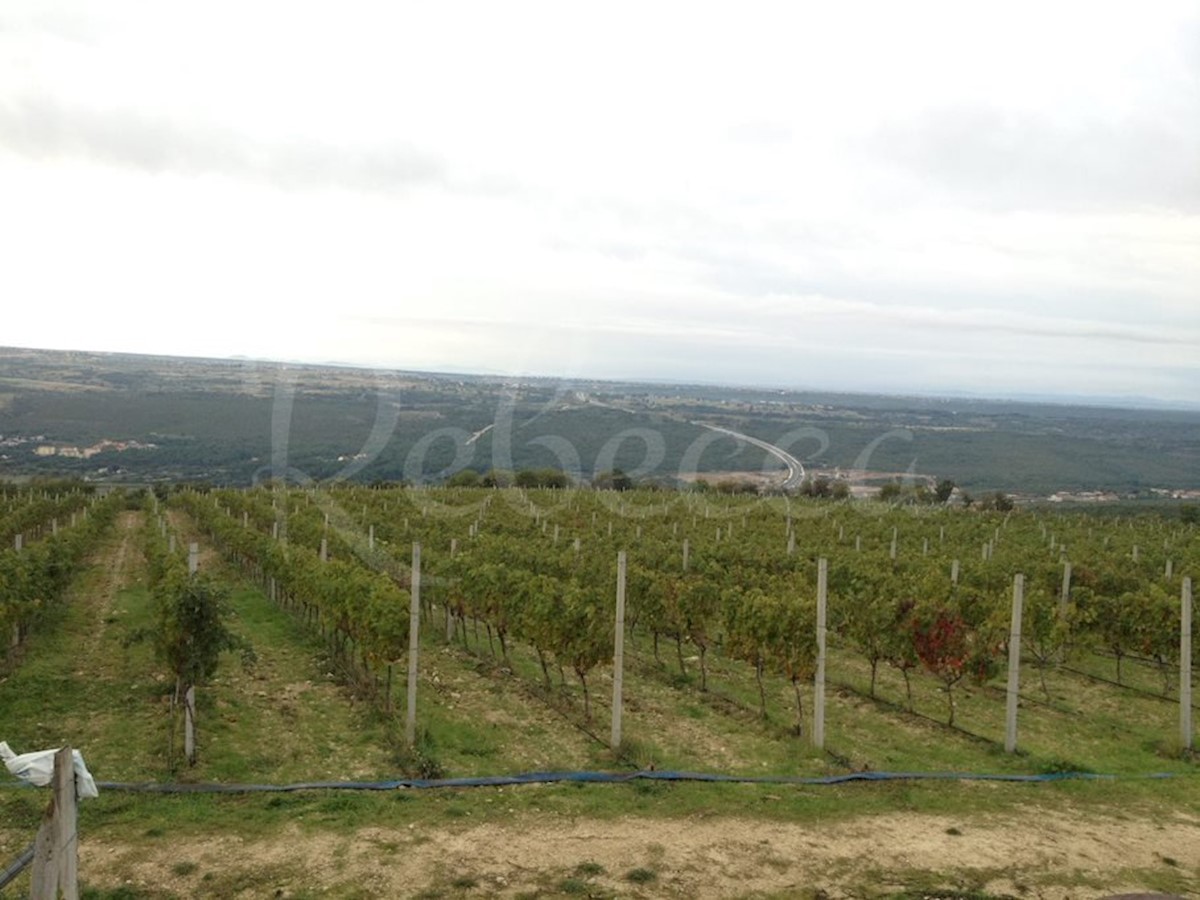 Lastništvo. kmetijsko zemljišče (26.125 m2) z vinogradom in pogledom na morje