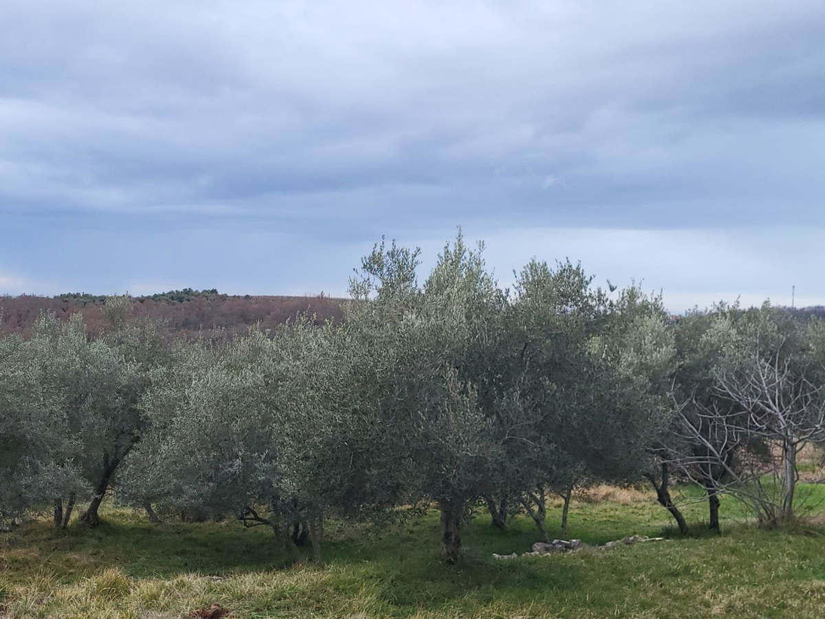 Umag, okolica, veliko istrsko posestvo 7500 m2 z odprtim pogledom, PRILOŽNOST!
