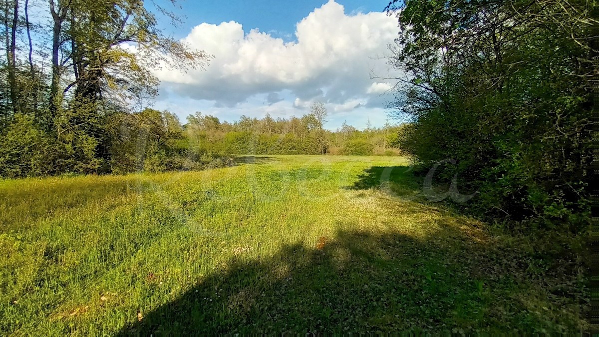 Istra, Barban, kmetijsko zemljišče 4996 m2