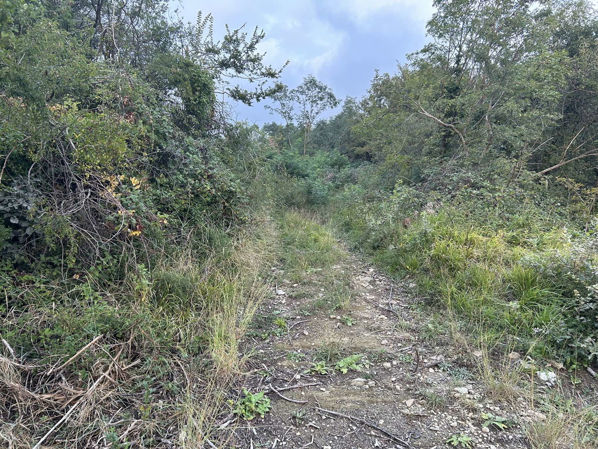 Veliko kmetijsko zemljišče v Roču