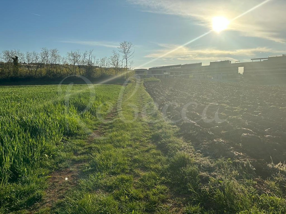 Istra, Savudrija, veliko gradbeno zemljišče za gradnjo vil, blizu morja