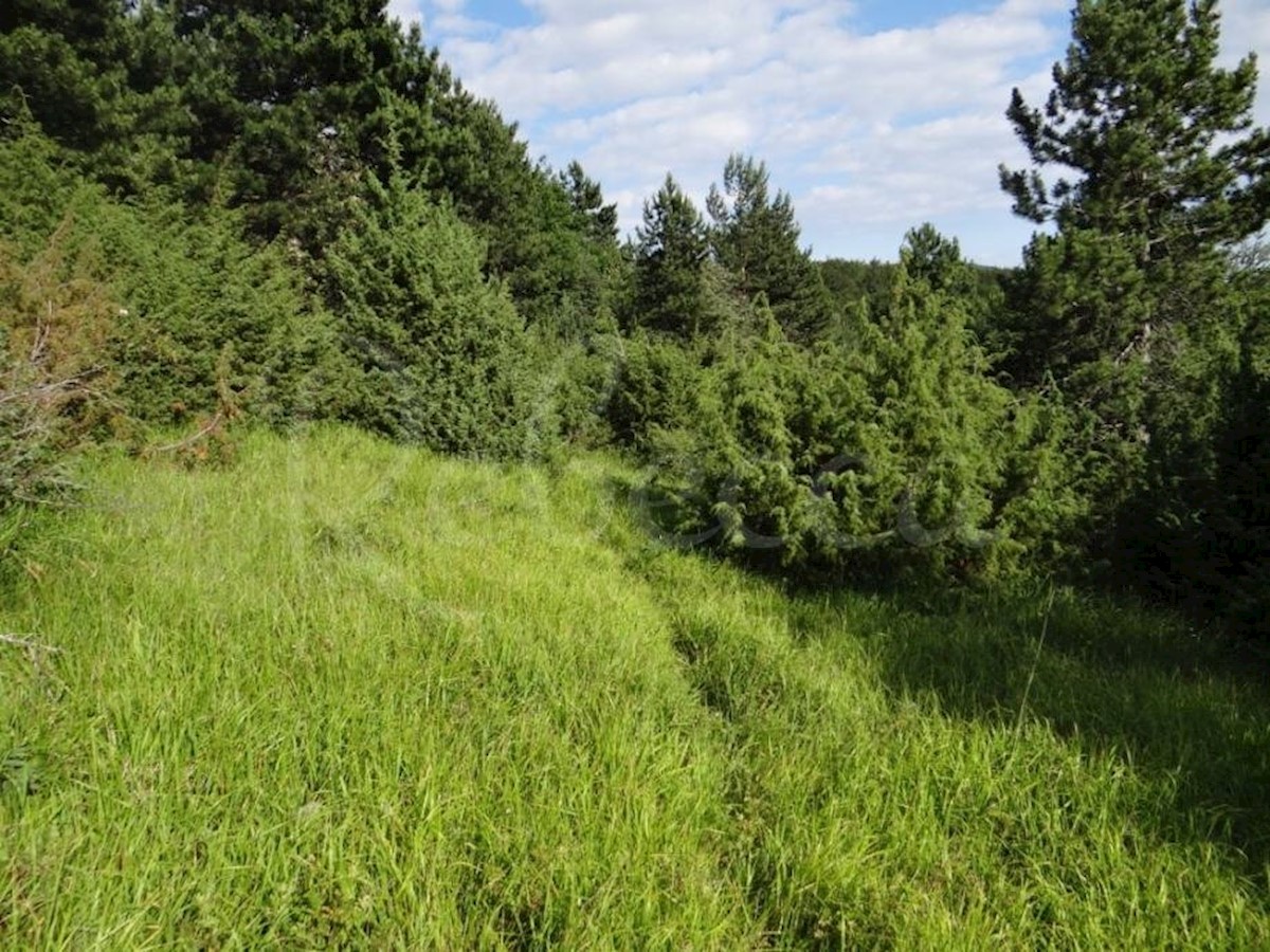 ISTRA, LANIŠĆE, BREST, KMETIJSKO ZEMLJIŠČE 41157 M2, POGLED NA MORJE