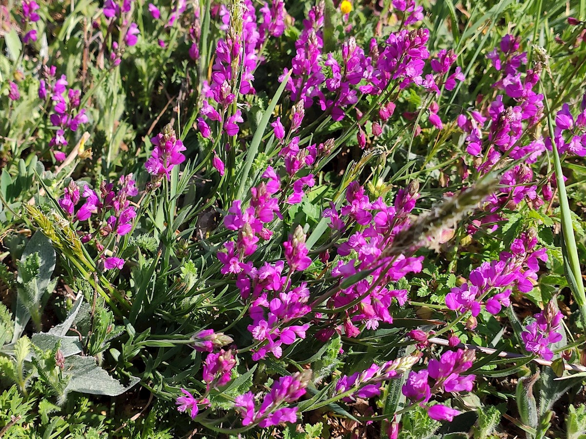 Kmetijsko zemljišče 3 km od morja in 700 m od centra