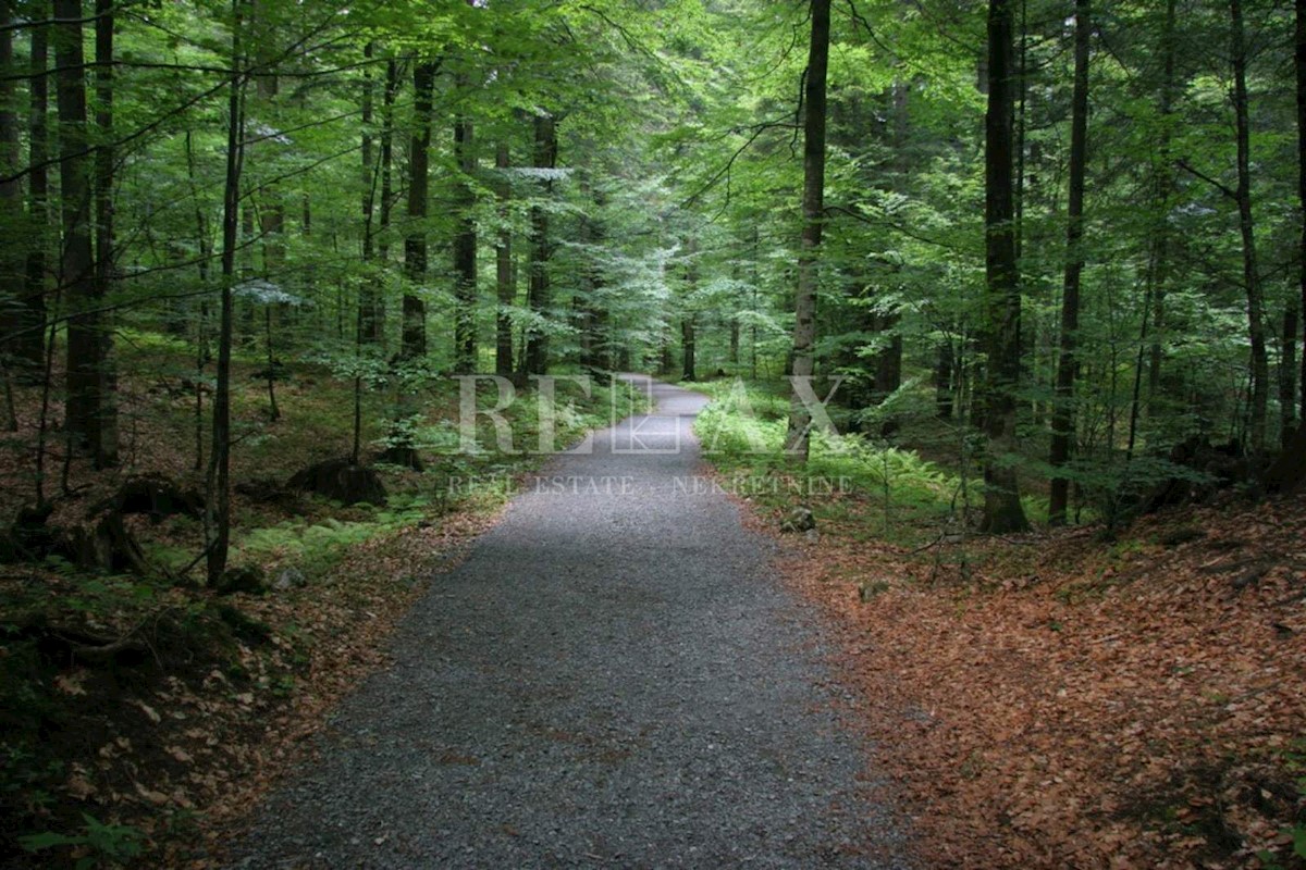 Gozd ob vznožju Risnjaka in Platka - 30.000 m2