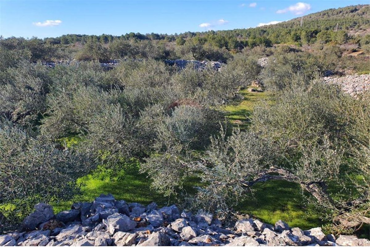 EKSKLUZIVNO, kmetijsko zemljišče, Vrboska, otok Hvar