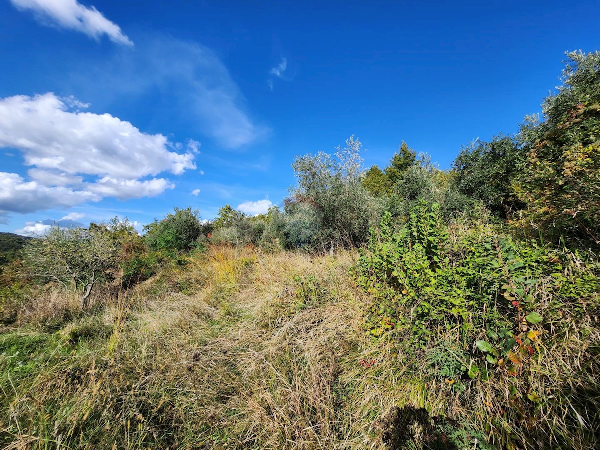 Stavbno zemljišče Račice, Buzet, 10.898m2