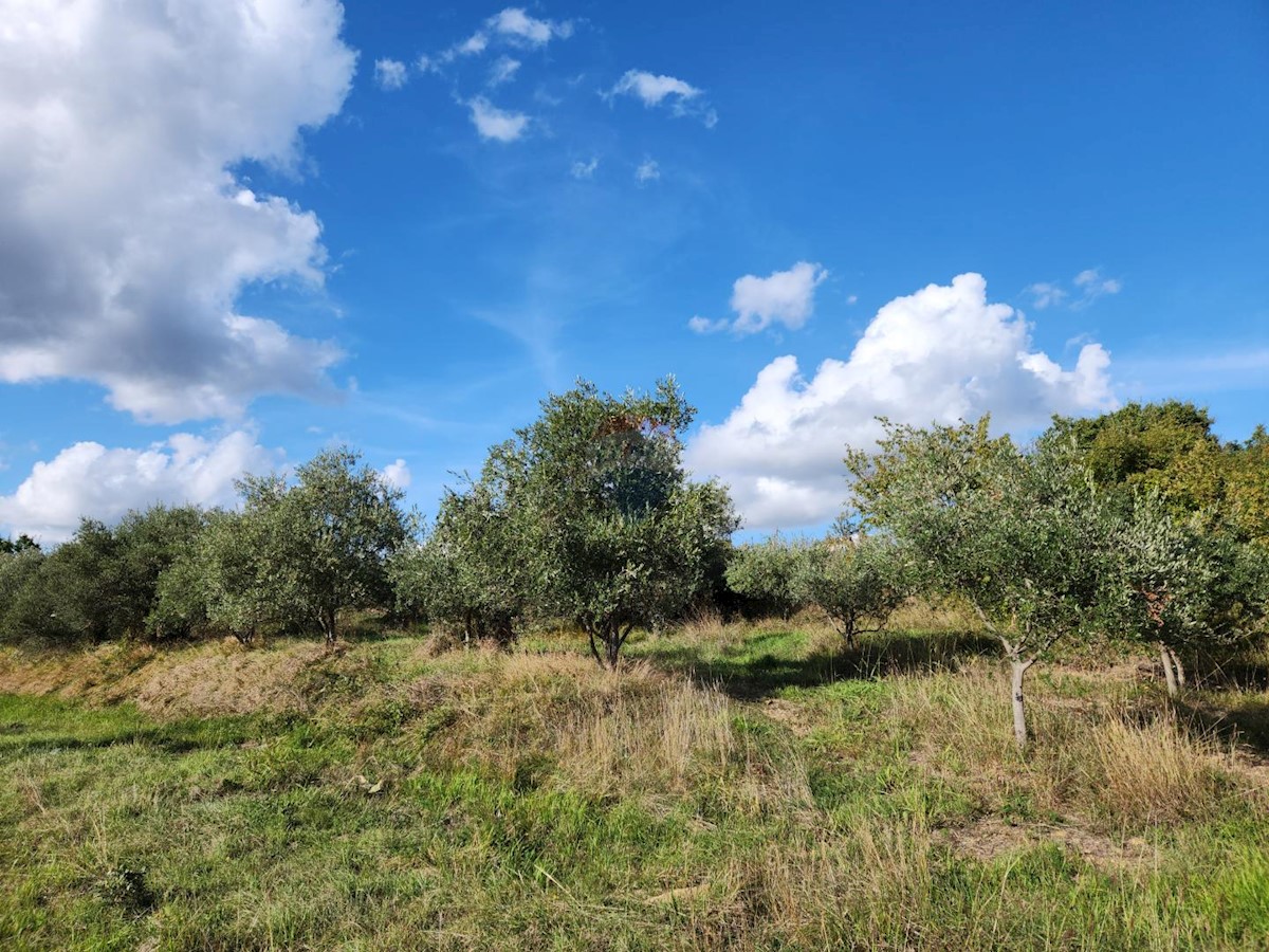 Stavbno zemljišče Račice, Buzet, 10.898m2