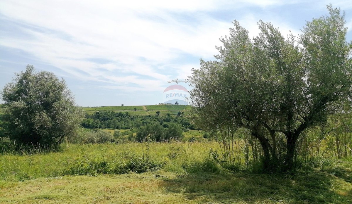 Stavbno zemljišče Buje, 1.200m2