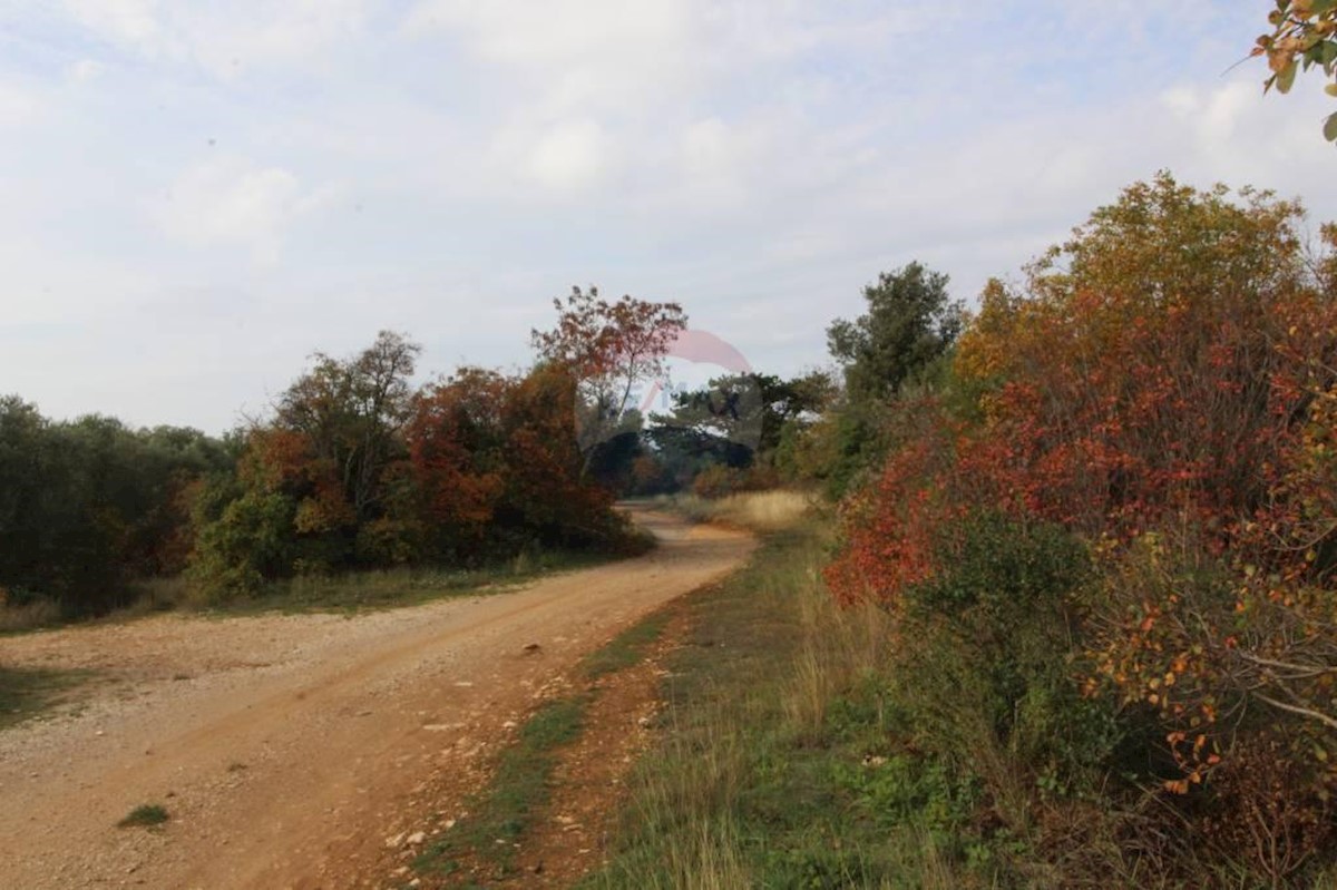 Stavbno zemljišče Vabriga, Tar-Vabriga, 11.980m2