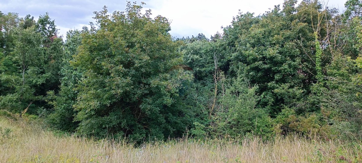 Stavbno zemljišče Laginji, Žminj, 1.953m2