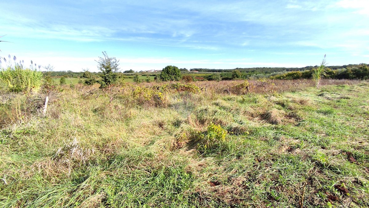 Stavbno zemljišče Brtonigla, 6.480m2