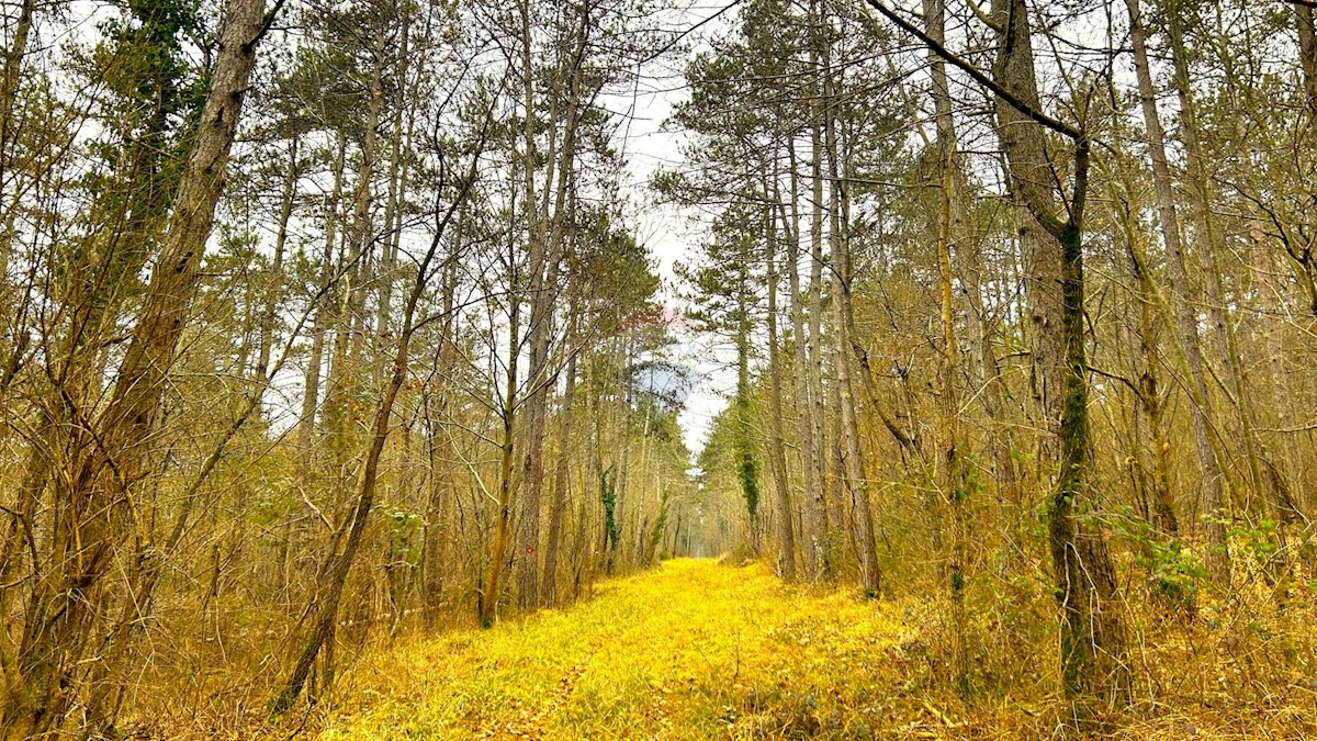 Stavbno zemljišče Završje, Grožnjan, 4.239m2