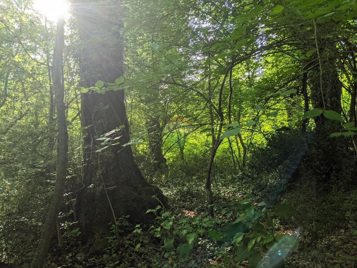 Stavbno zemljišče Bale, 11.800m2