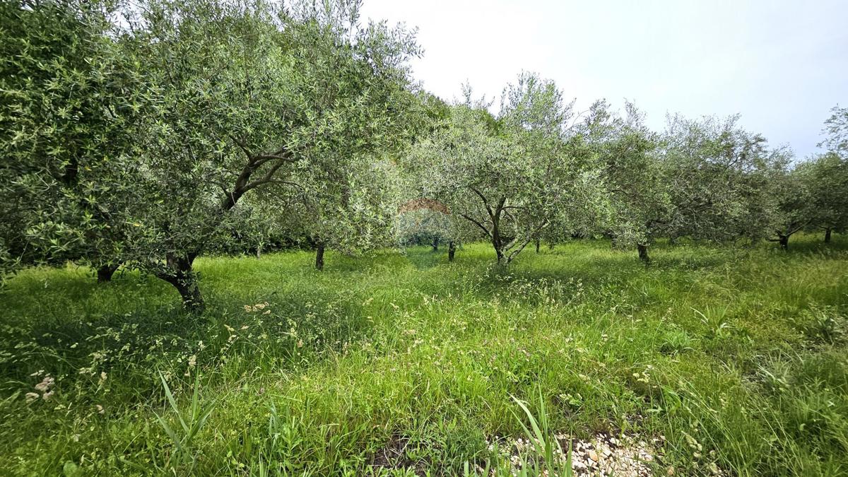 Stavbno zemljišče Grožnjan, 2.696m2