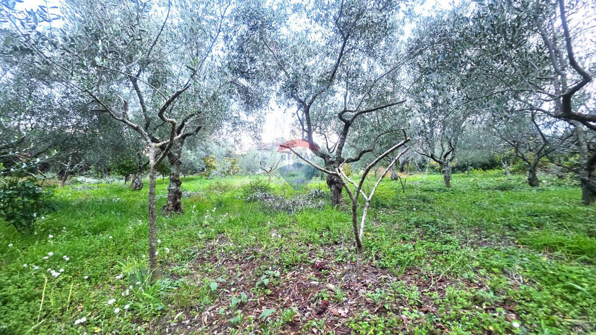 Stavbno zemljišče Brtonigla, 1.356m2