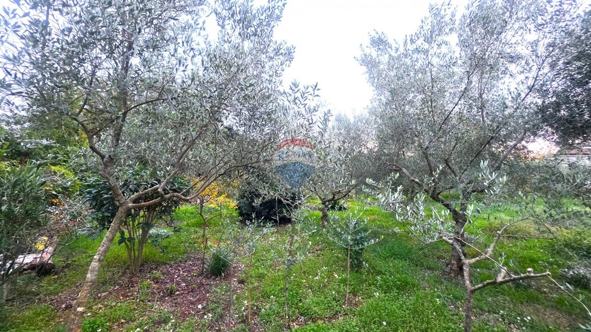 Stavbno zemljišče Brtonigla, 1.356m2