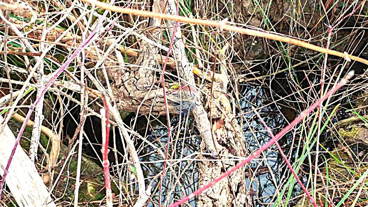 Stavbno zemljišče Buje, 4.242m2