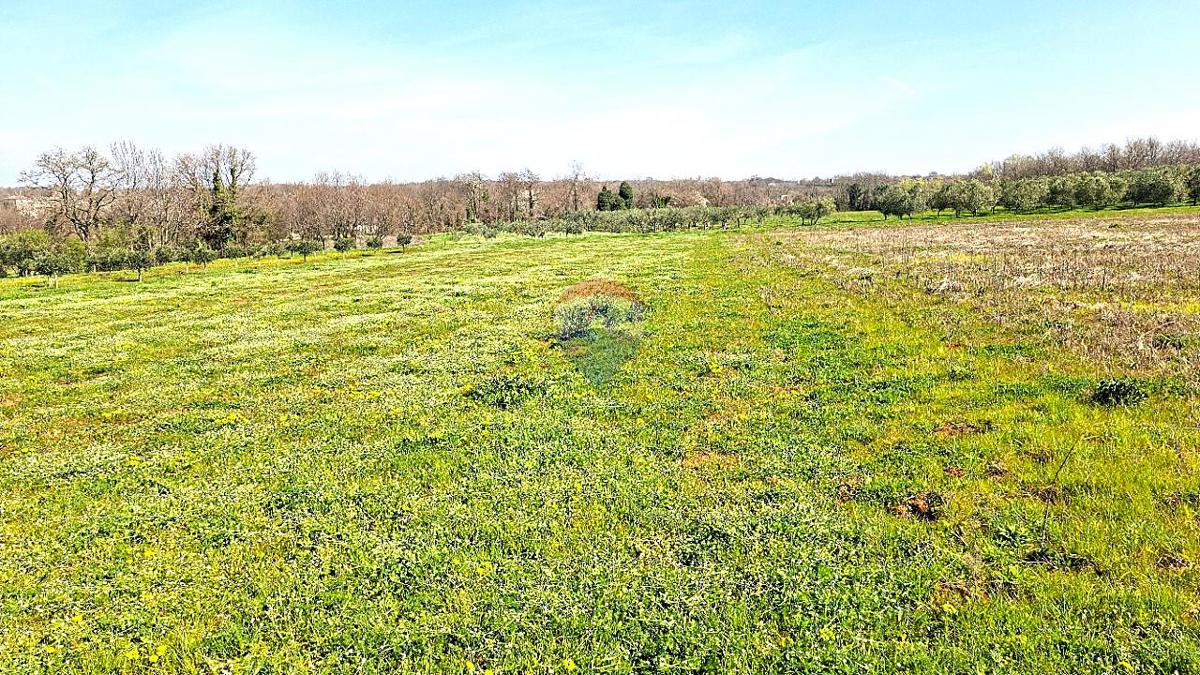 Stavbno zemljišče Brtonigla, 3.793m2