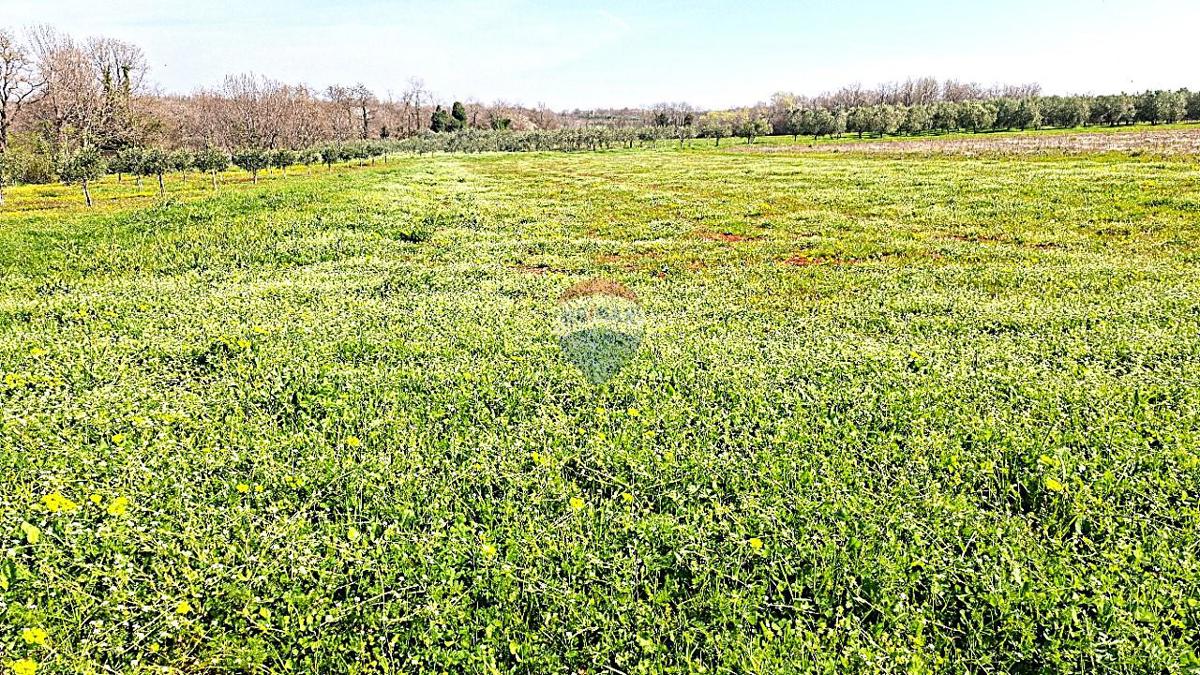 Stavbno zemljišče Brtonigla, 3.793m2