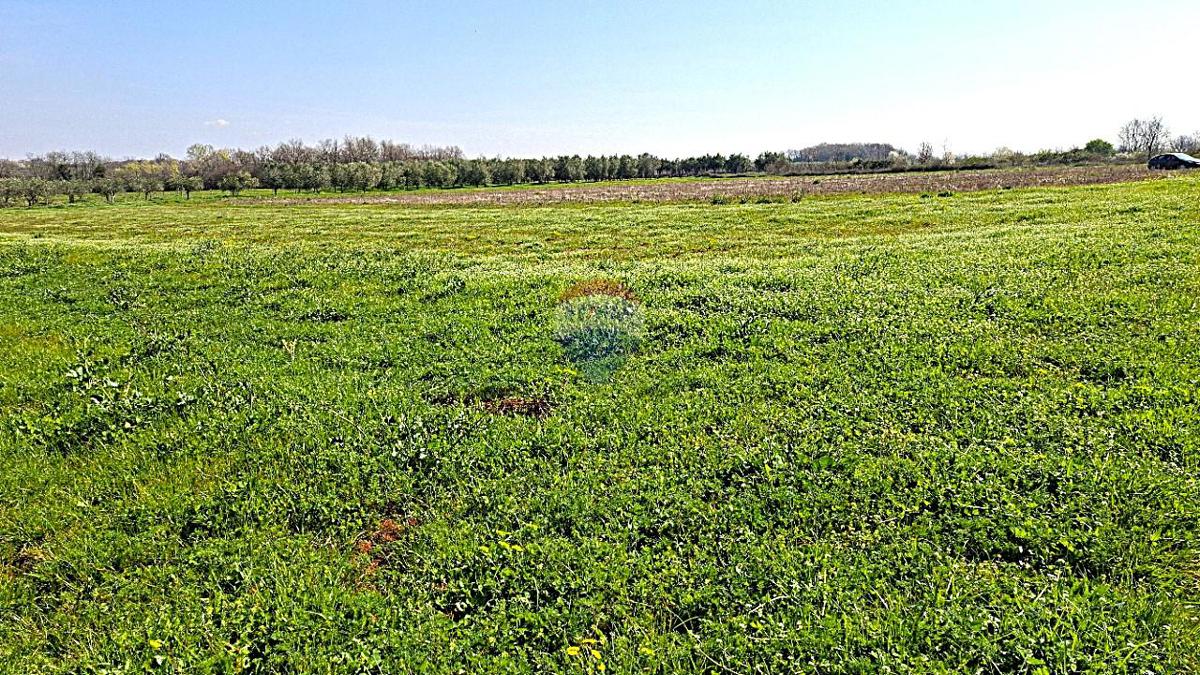 Stavbno zemljišče Brtonigla, 3.793m2