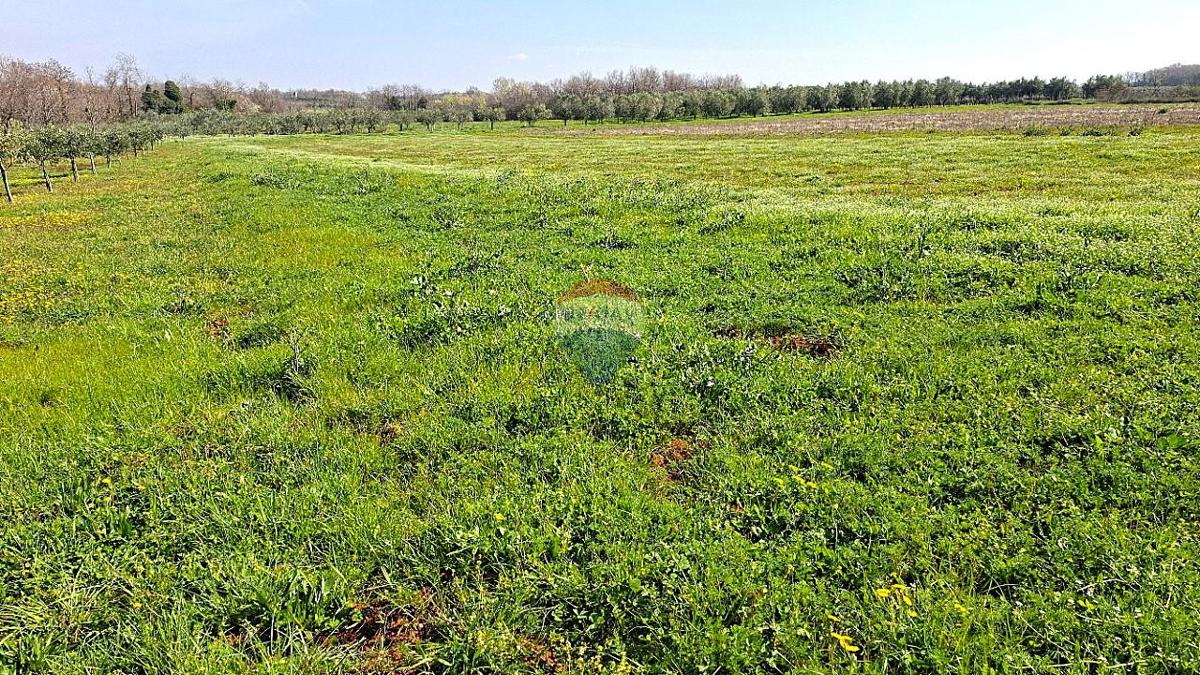 Stavbno zemljišče Brtonigla, 3.793m2