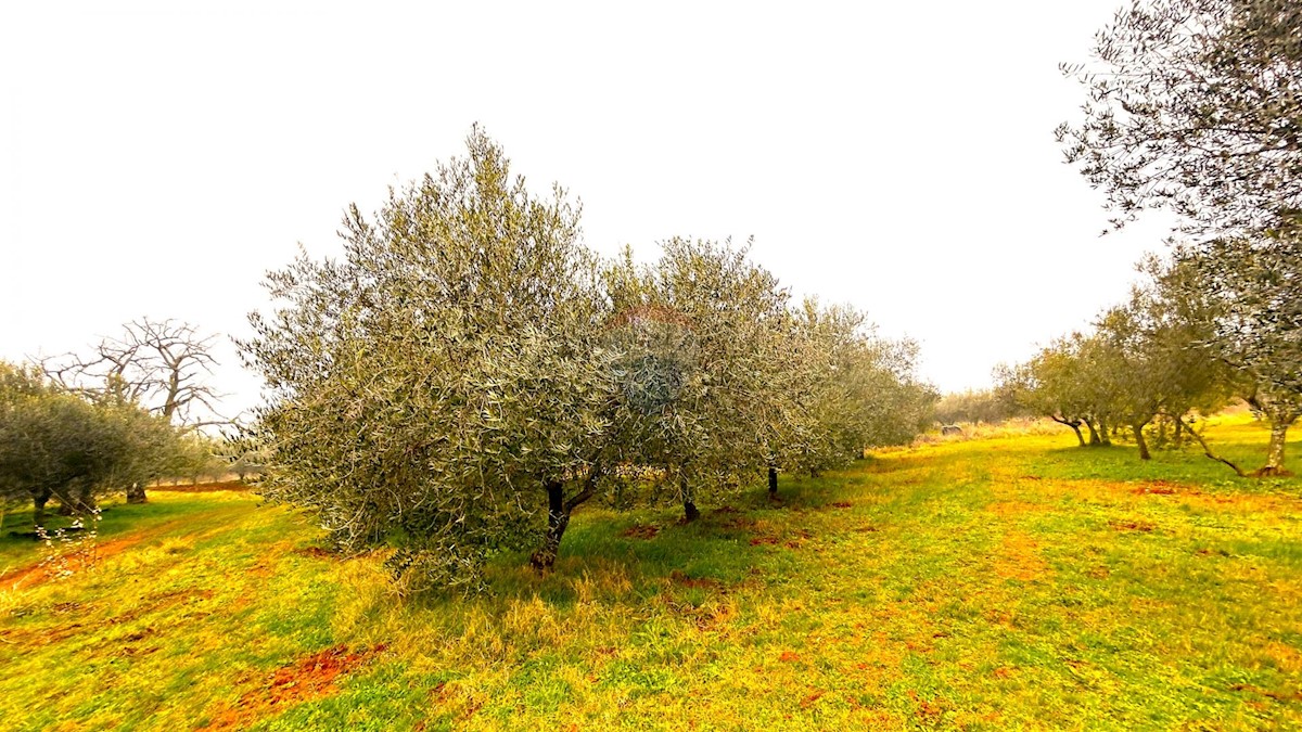 Stavbno zemljišče Umag, 853m2