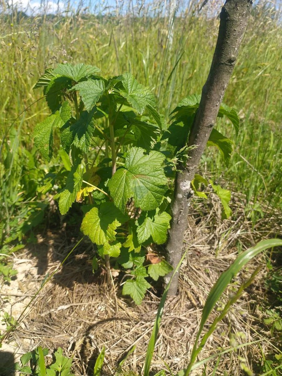 Stavbno zemljišče Velika Jamnička, Pisarovina, 4.842m2