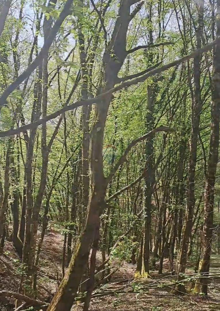 Stavbno zemljišče Gvozdansko, Dvor, 85.789m2